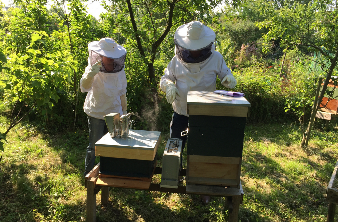 Hive Robbery in Australia