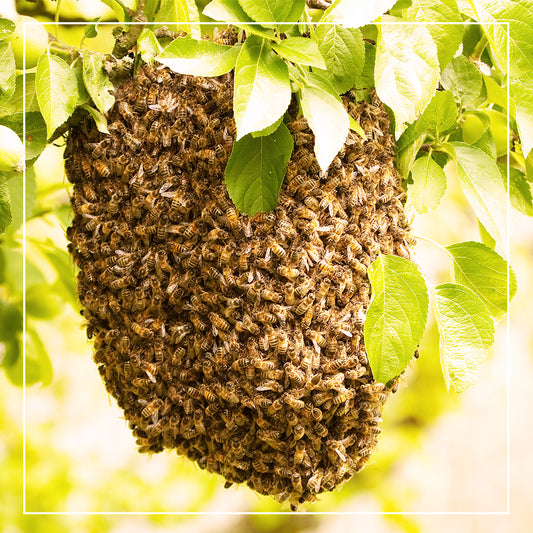 swarming bees in Australia