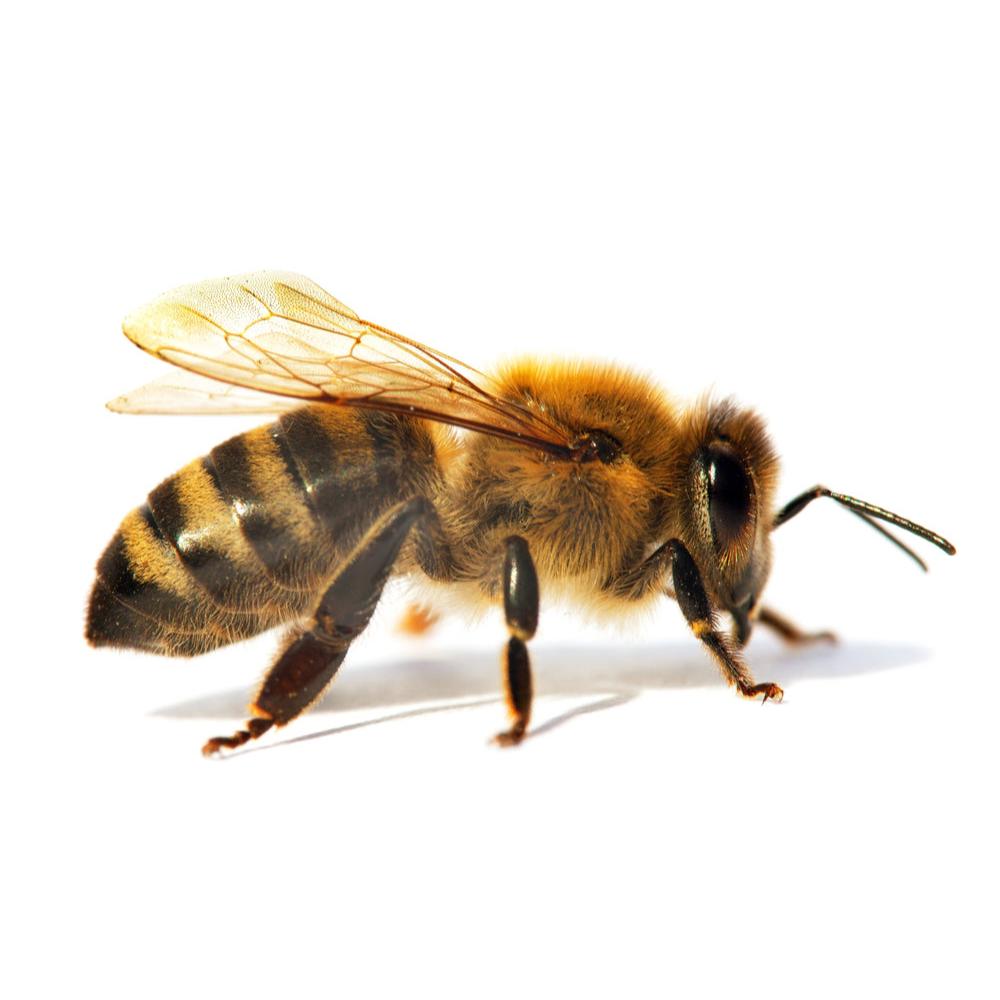 Live package bees