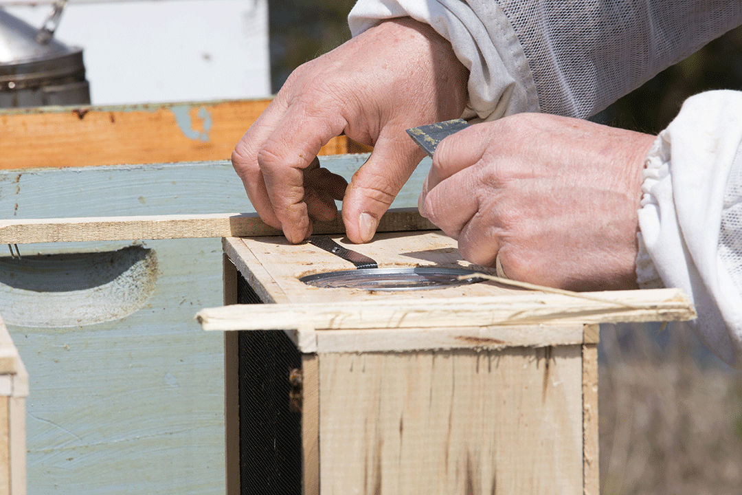 Package bees - PICKUP for NSW customers only