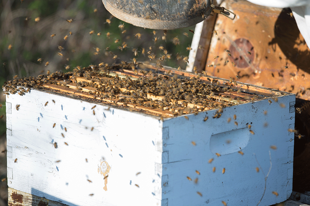 Package bees - PICKUP for NSW customers only