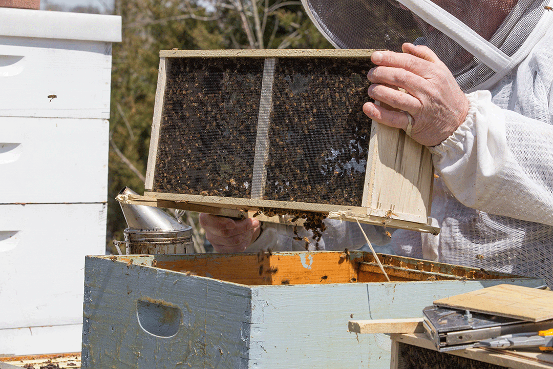  package bees, bee packages, beekeeping supplies, honey bees, mated queen bees, Italian bees, pickup only, beekeeping starter, hive bees, bee colony, healthy bees, gentle bees, beekeeping season, bee orders, bee pickup
