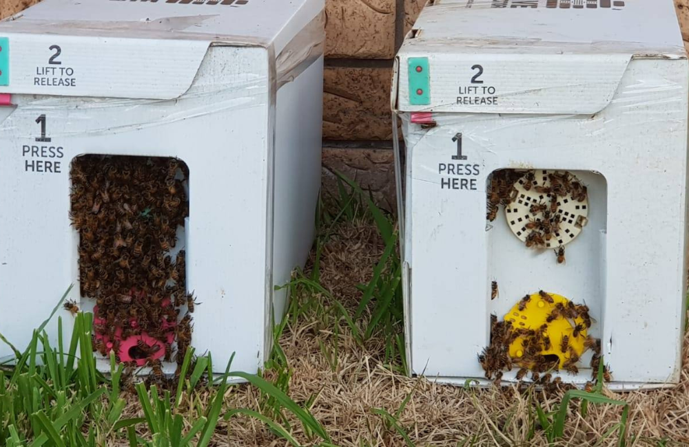 Nuc (Live) With 5 Frames beekeeping 