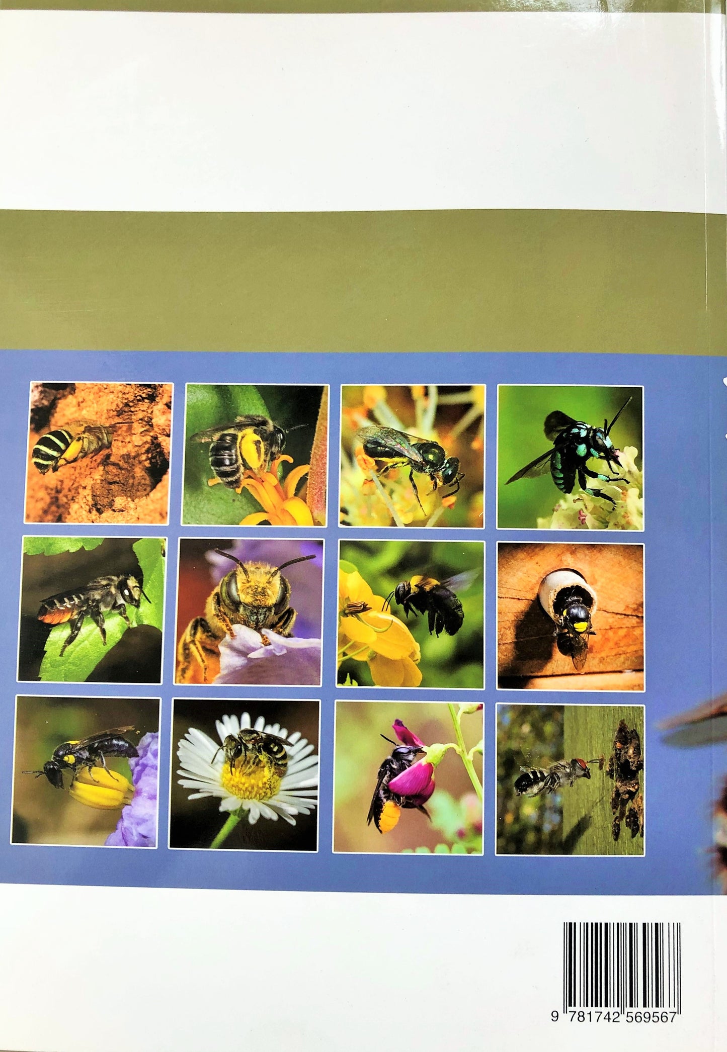 Australian Native Bees